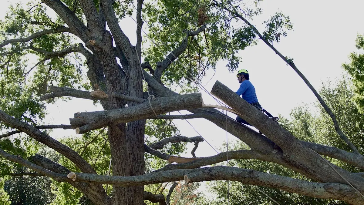 Professional Crown Thinning performed by certified arborists in Ormond Beach